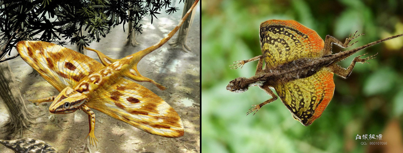  A gauche, le reptile planeur Coelurosauravus du Permien de Madagascar (Reconstitution d’Alain Bénét